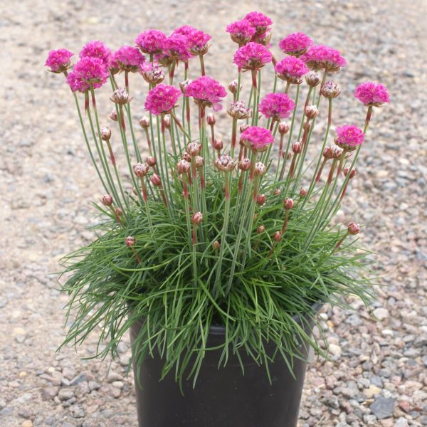 Sea Thrift Splendens image