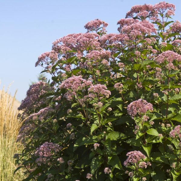 Gateway Joe-Pye Weed image