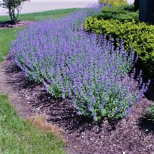 Walker's Low Catmint image
