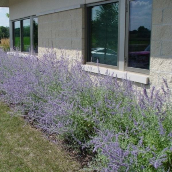 Little Spire Russian Sage image