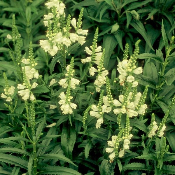 Miss Manners Obedient Plant image