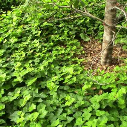English Ivy image