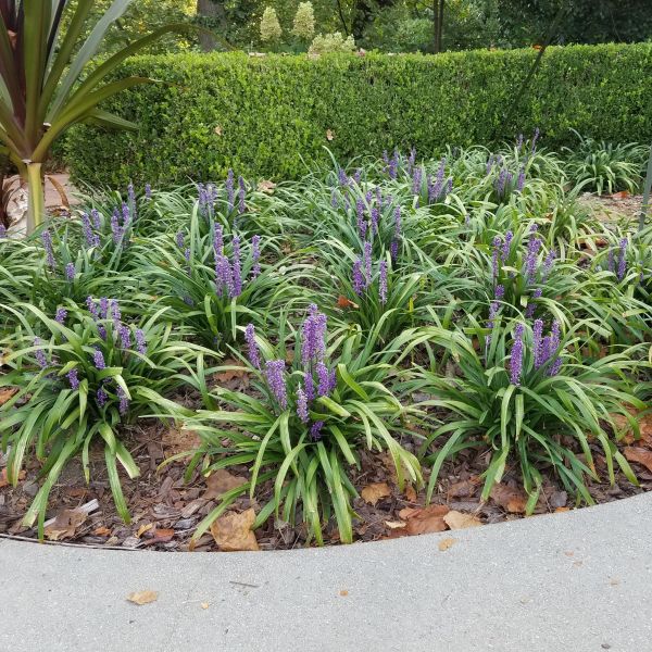 Big Blue Liriope Plant With Purple Blooms image