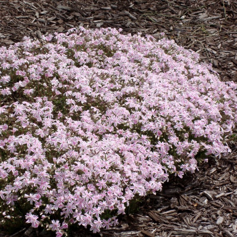 Phlox Candy Stripe image
