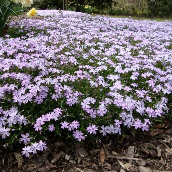 Emerald Blue Phlox image