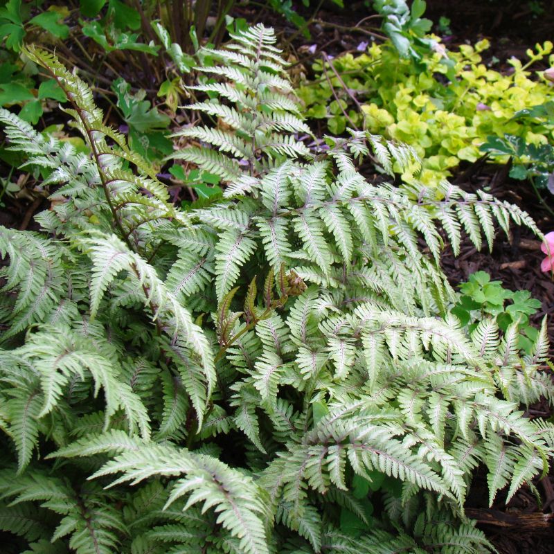 Japanese Painted Fern image