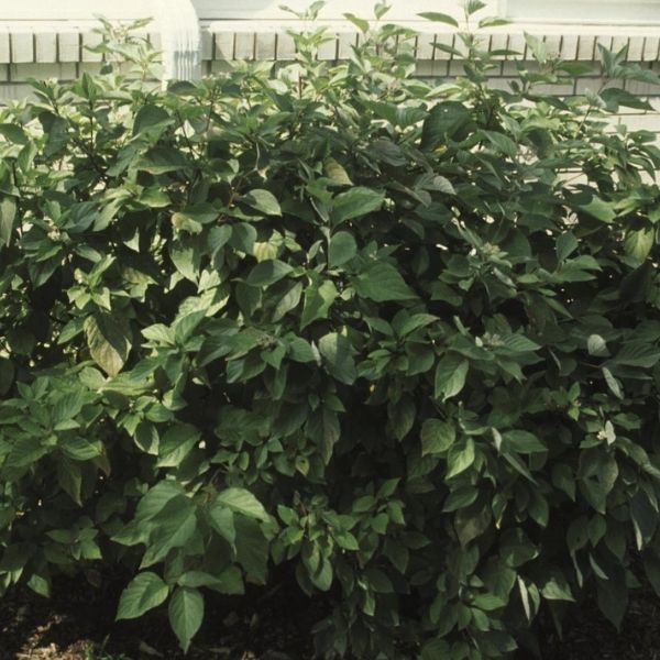 Isanti Dogwood image