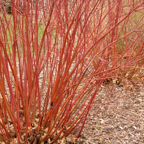 Bailey Red Twigged Dogwood image