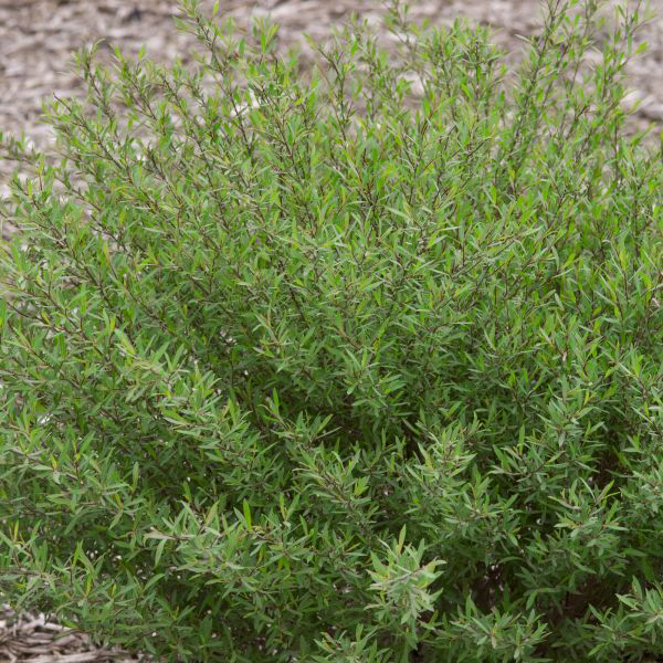 Dwarf Blue Leaf Arctic Willow image
