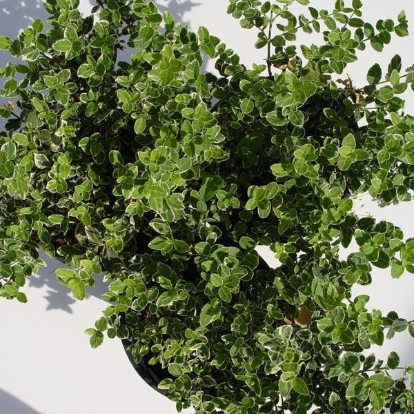 Emerald Gaiety Euonymus image