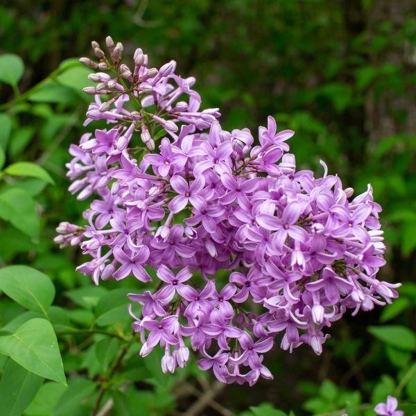 Chinese Lilac image