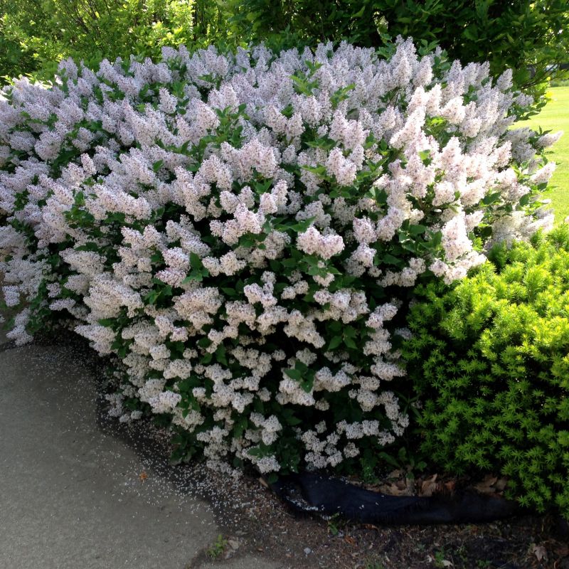 Miss Kim Lilac image