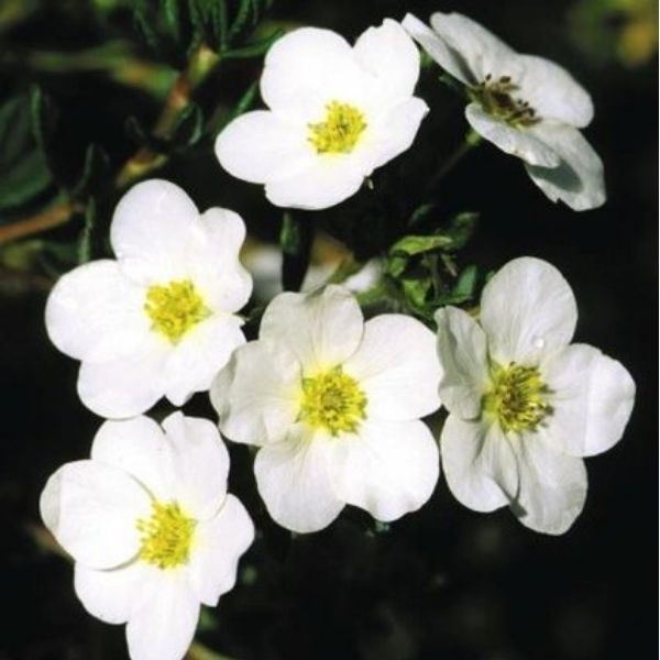 McKays White Potentilla image