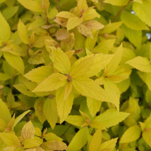 Goldmound Spirea image