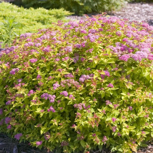 Magic Carpet Spirea image