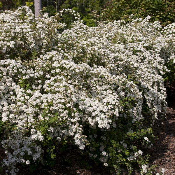 Renaissance Spirea image