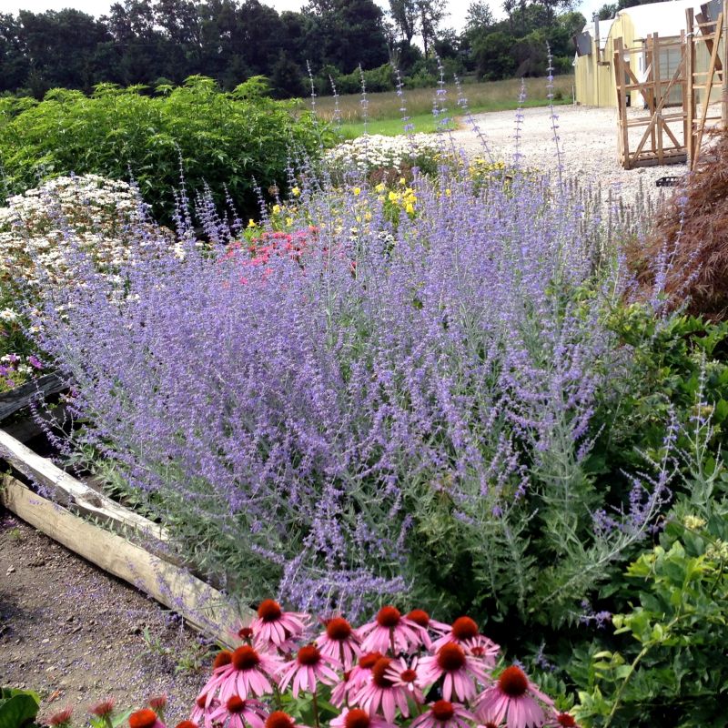 Russian Sage image