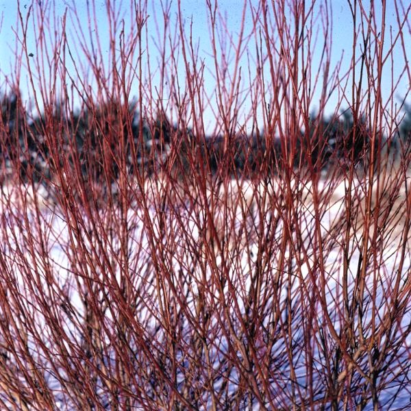 Flame Willow Tree image
