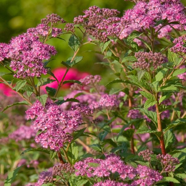 Little Bonnie Dwarf Spiraea image