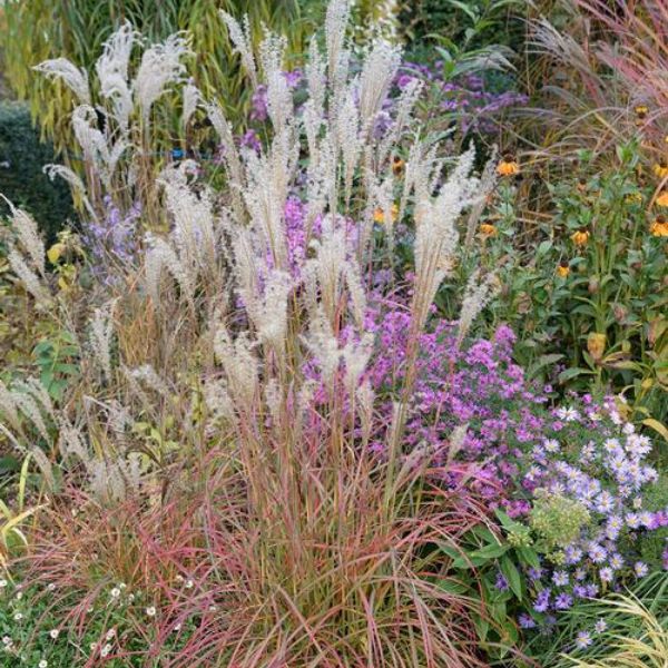 Little Miss Maiden Grass image