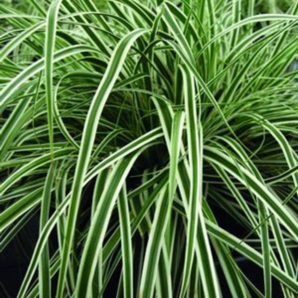 EverColor Everest Variegated Sedge Grass image