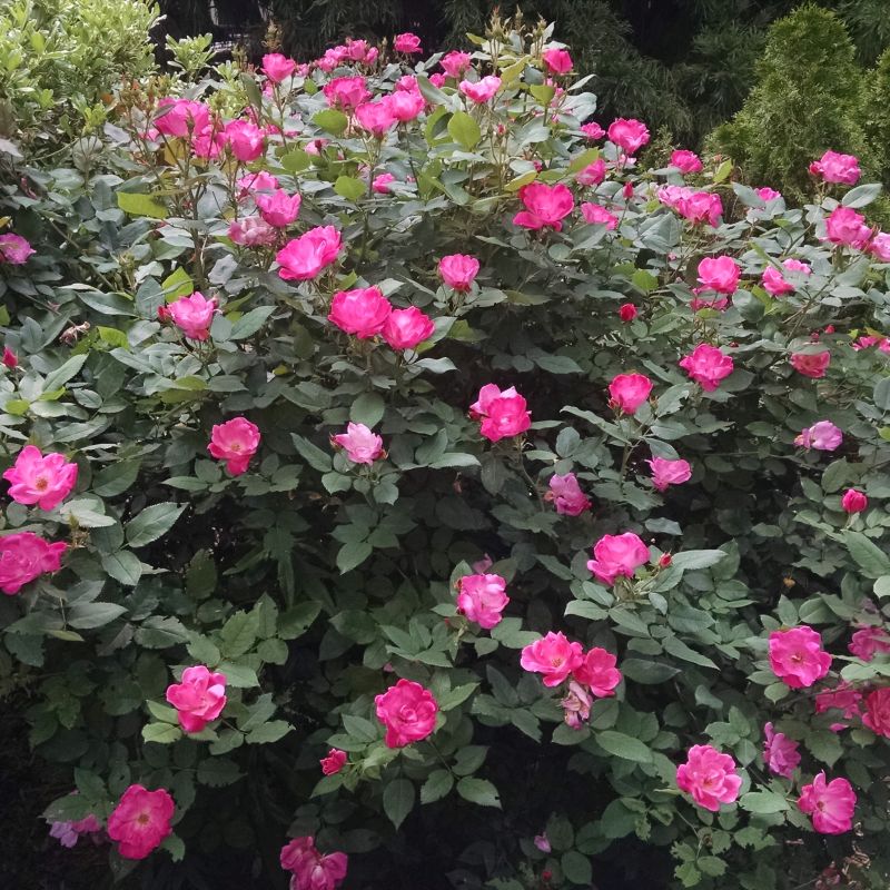 Pink Knock Out Rose image