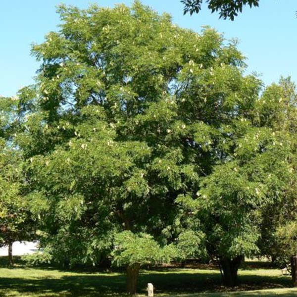Kentucky Coffee Tree image