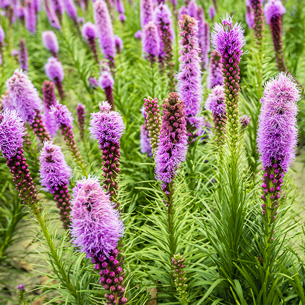 Liatris Spicata image