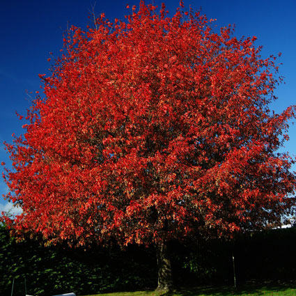 Shumard Oak Tree image