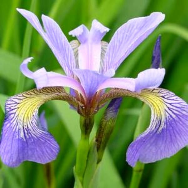 Water Iris Versicolor image