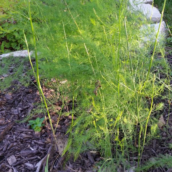 Jersey Giant Asparagus image
