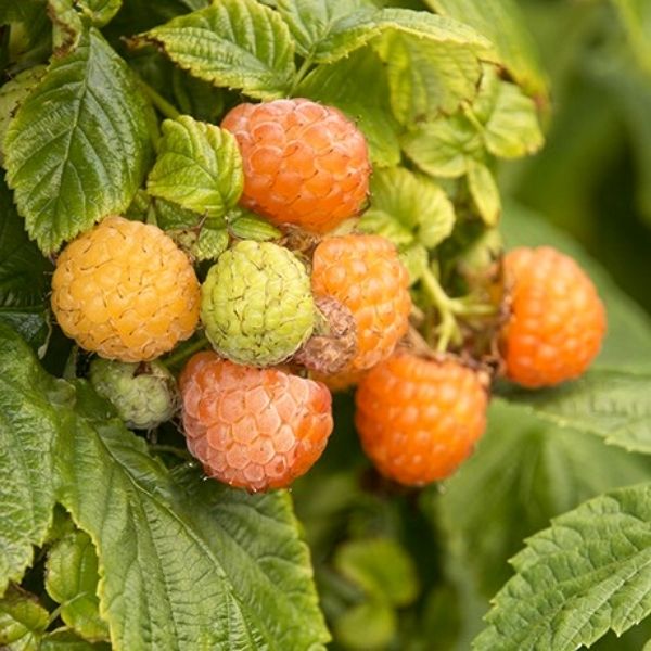 Fall Gold Raspberry image