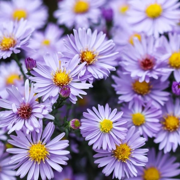 Sapphire Aster image