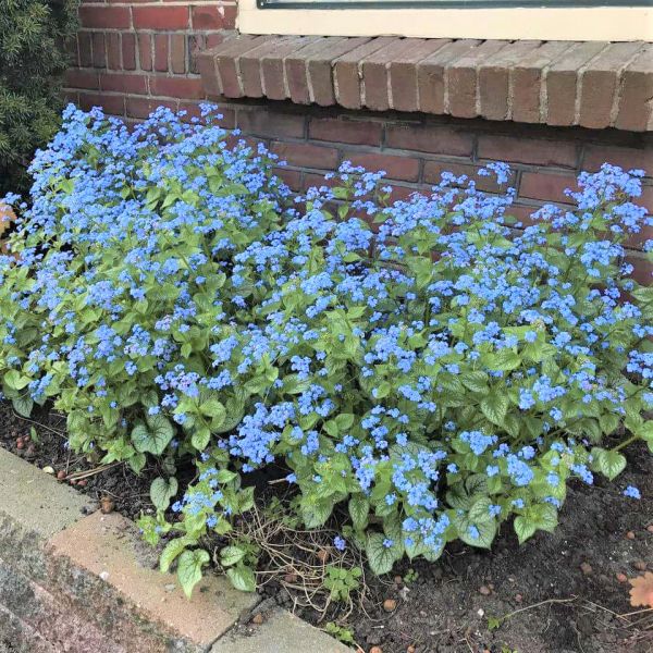 Jack Frost Brunnera image