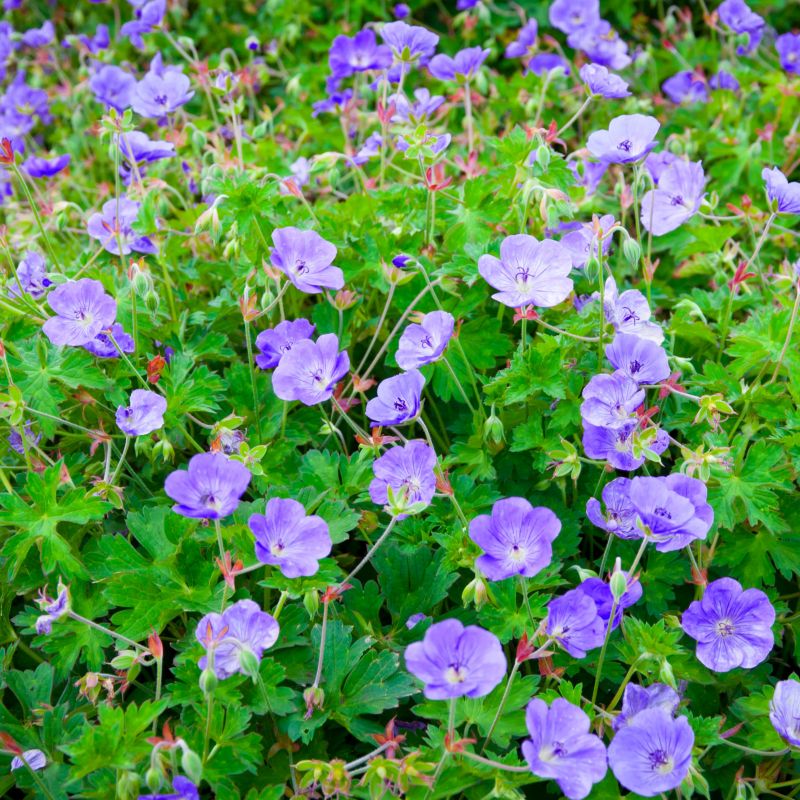 Rozanne Geranium image