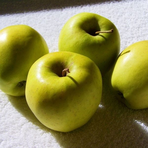 Dwarf Granny Smith Apple Tree - A true culinary delight for fresh