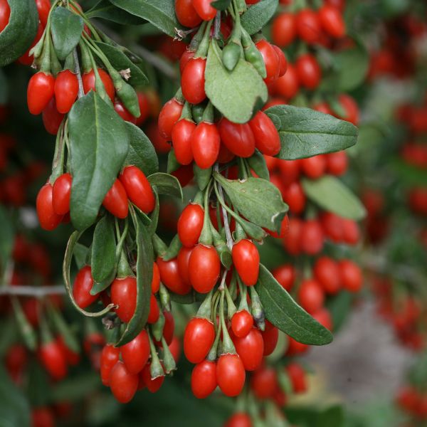 Goji Berry image
