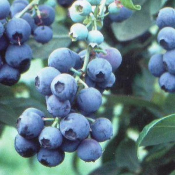 Tifblue Blueberry image