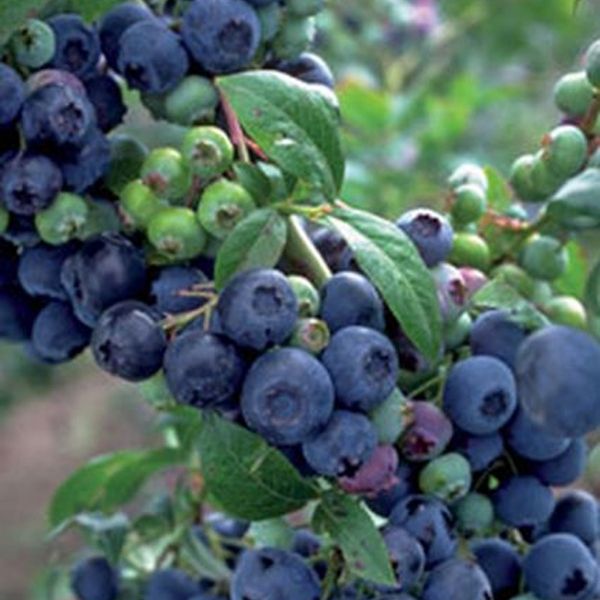 Premier Blueberry image