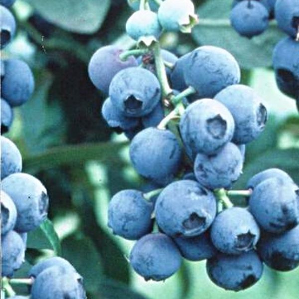 Powder Blue Blueberry (Vaccinium ashei 'Powder Blue') HighYielding