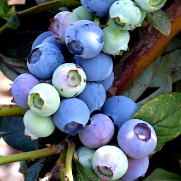 Misty Blueberry image