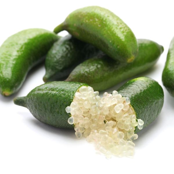Australian Finger Lime Tree image