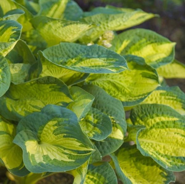 Hosta Great Expectations image