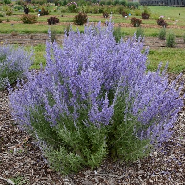 Denim 'n Lace Russian Sage image