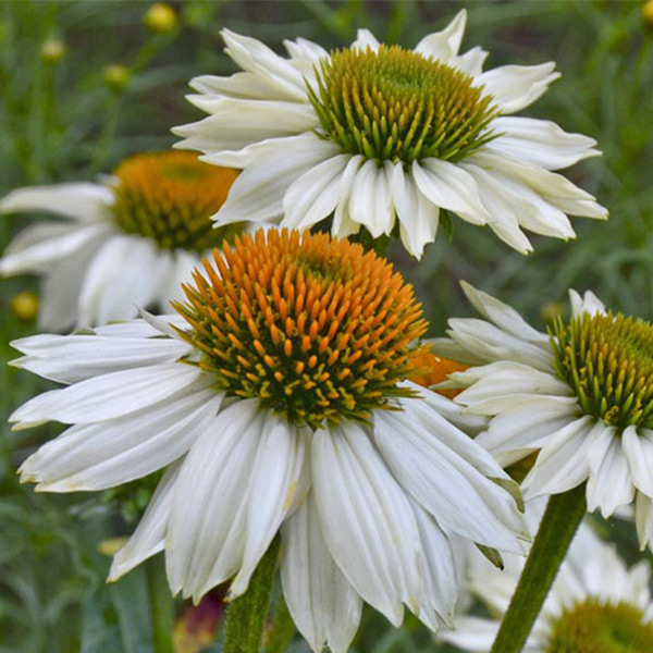 PowWow White Coneflower image