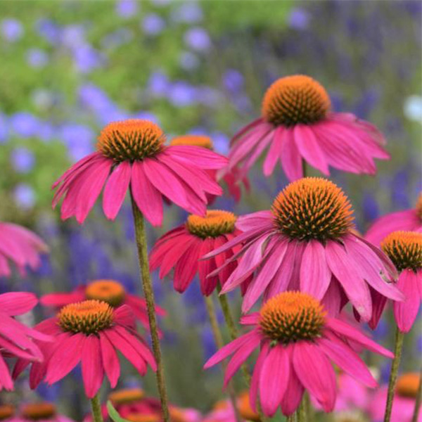 PowWow Wild Berry Coneflower image