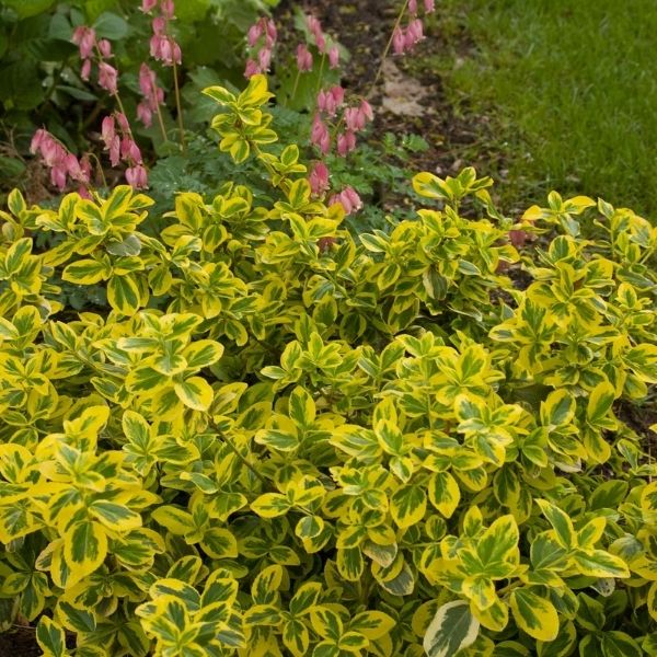 Gold Splash Euonymus image