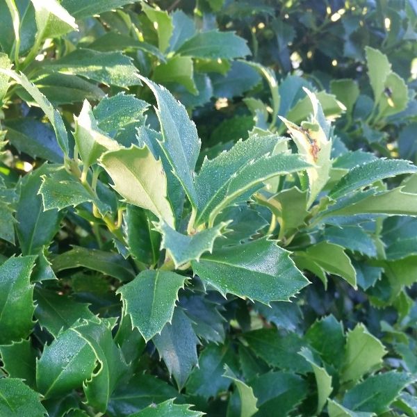 Castle Spire Blue Holly image