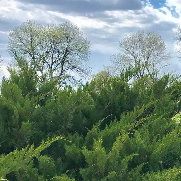 Sea Green Juniper image
