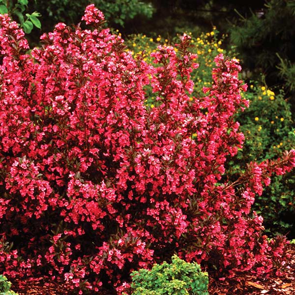 Wine & Roses Weigela image